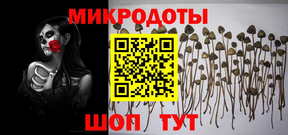 Псилоцибиновые грибы мицелий Зеленогорск