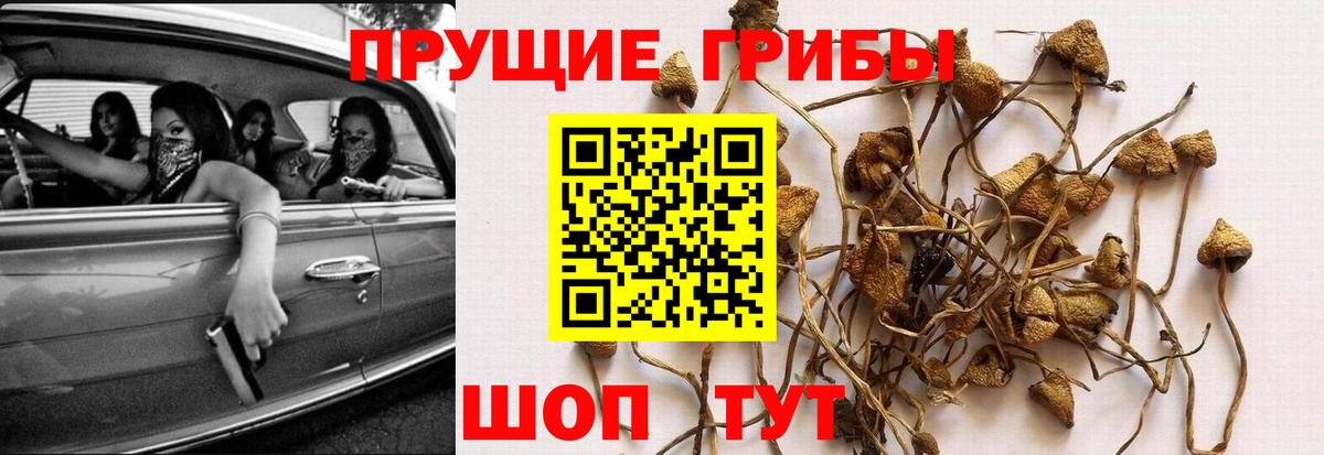 Зеленогорск  Псилоцибиновые грибы прущие грибы  Псилоцибиновые грибы MAGIC MUSHROOMS  Вход с VPN 